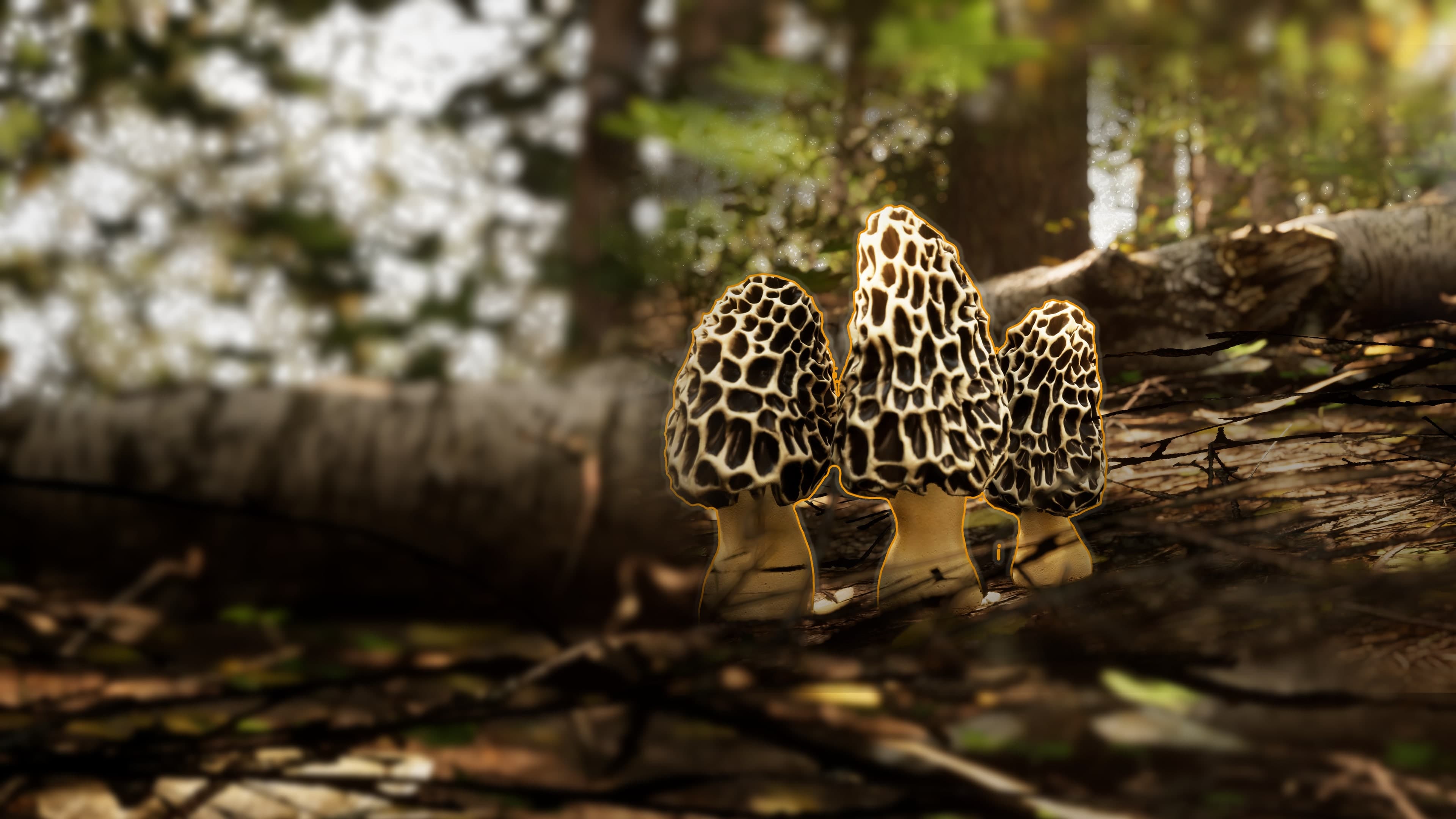 Morels The Hunt 2 PS5 Price Ukraine